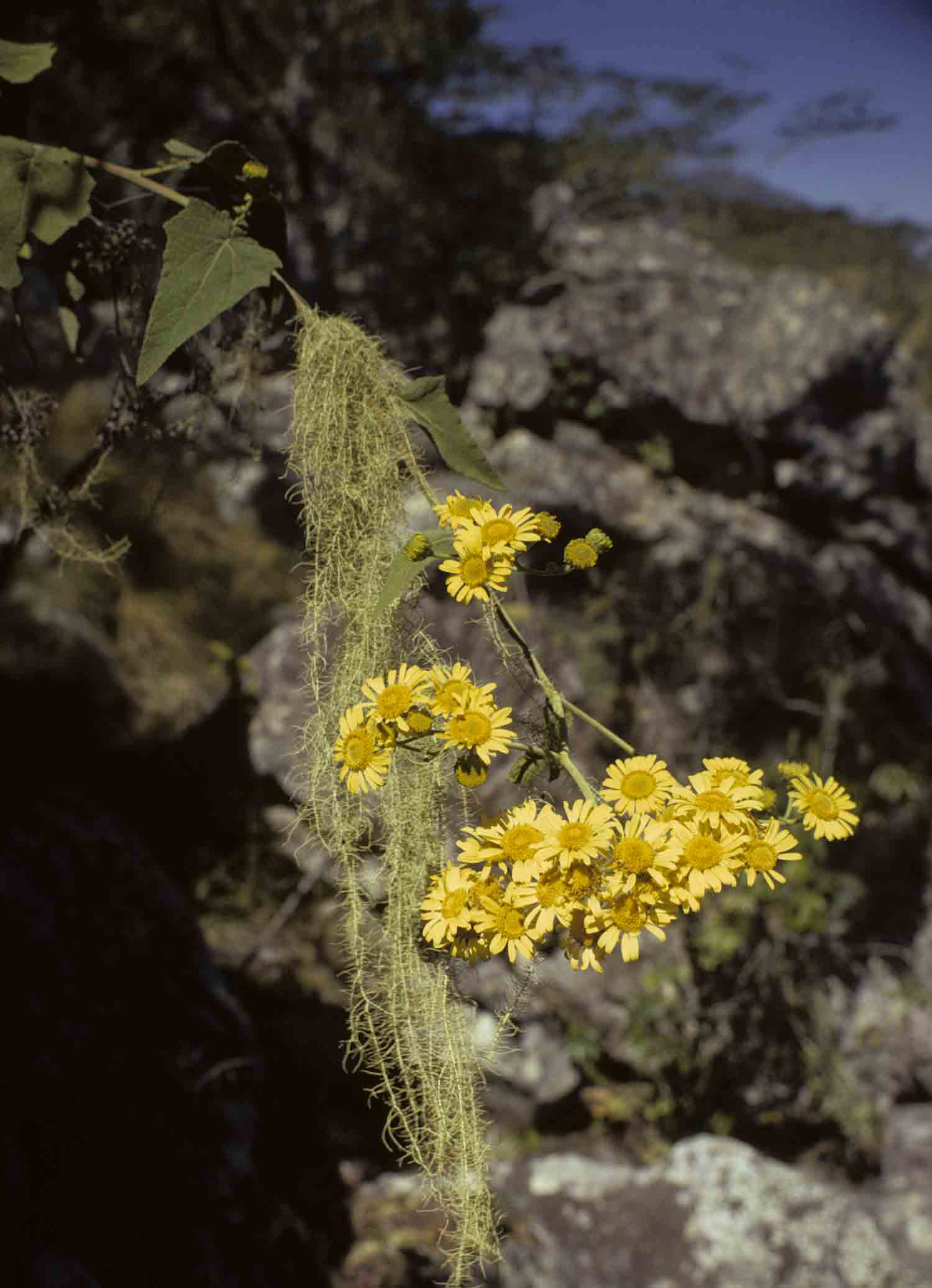 Anisopappus kirkii Anisopappus kirkii