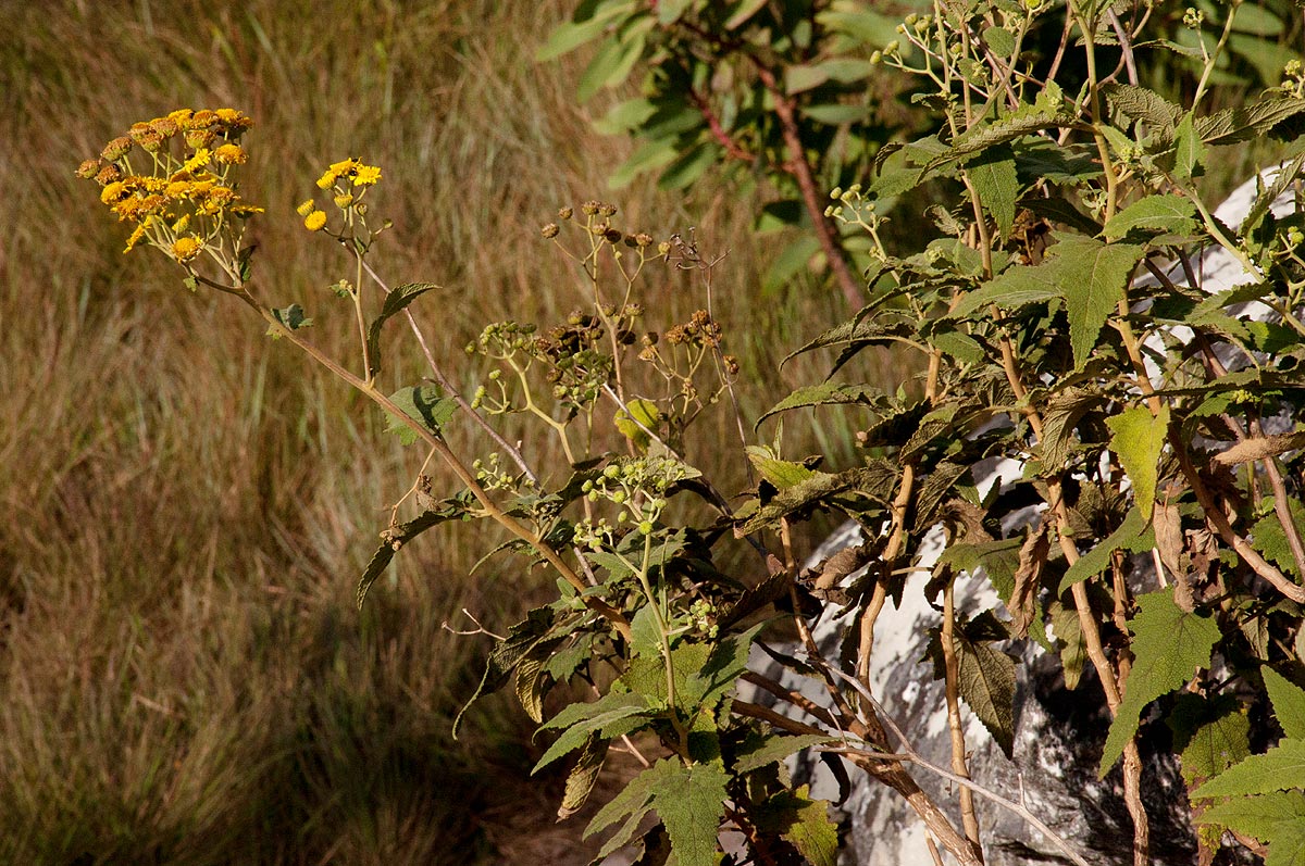 Anisopappus kirkii Anisopappus kirkii