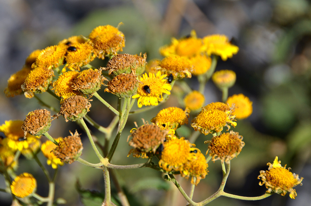 Anisopappus kirkii Anisopappus kirkii