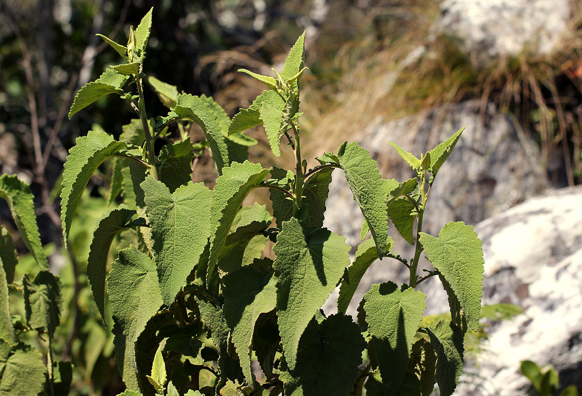 Anisopappus kirkii Anisopappus kirkii