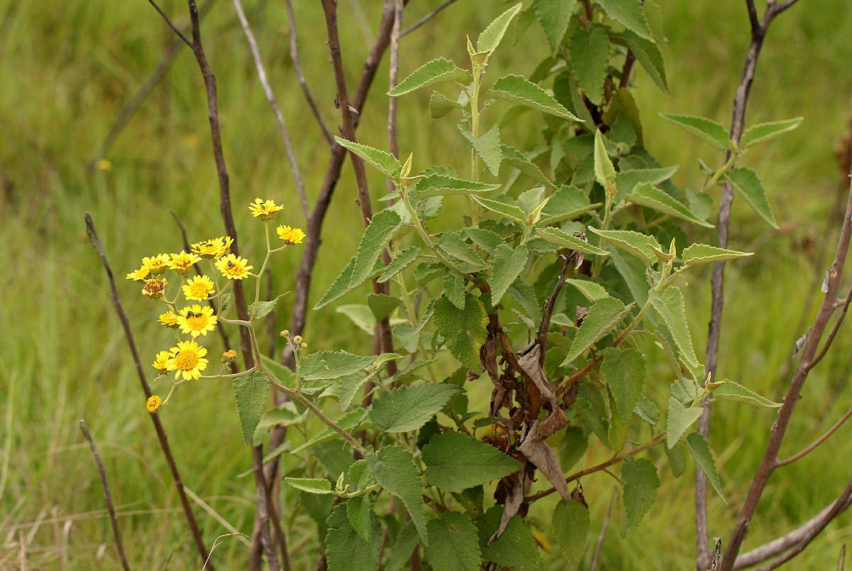 Anisopappus kirkii Anisopappus kirkii