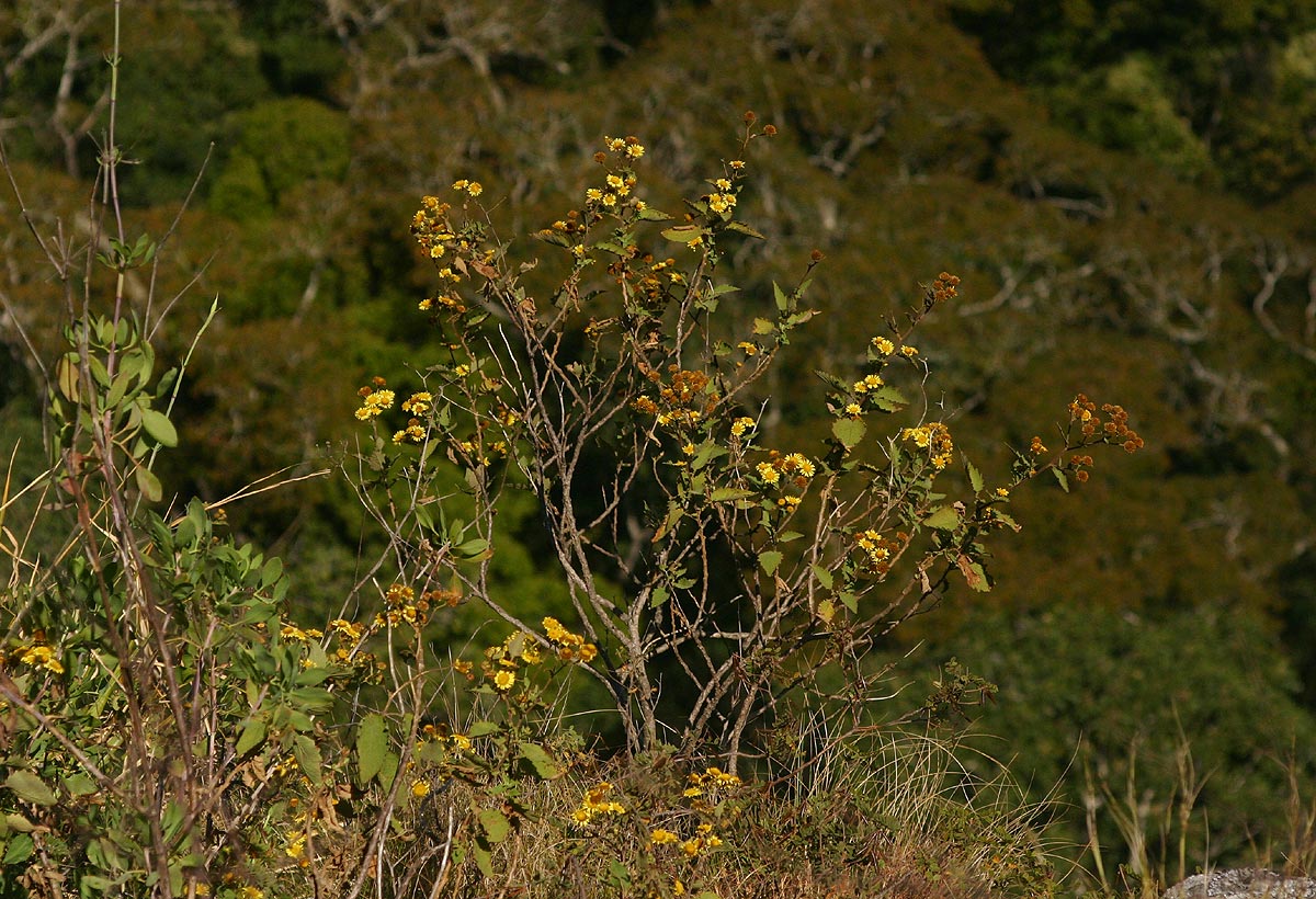 Anisopappus kirkii Anisopappus kirkii
