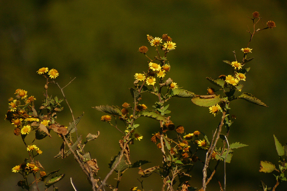 Anisopappus kirkii Anisopappus kirkii