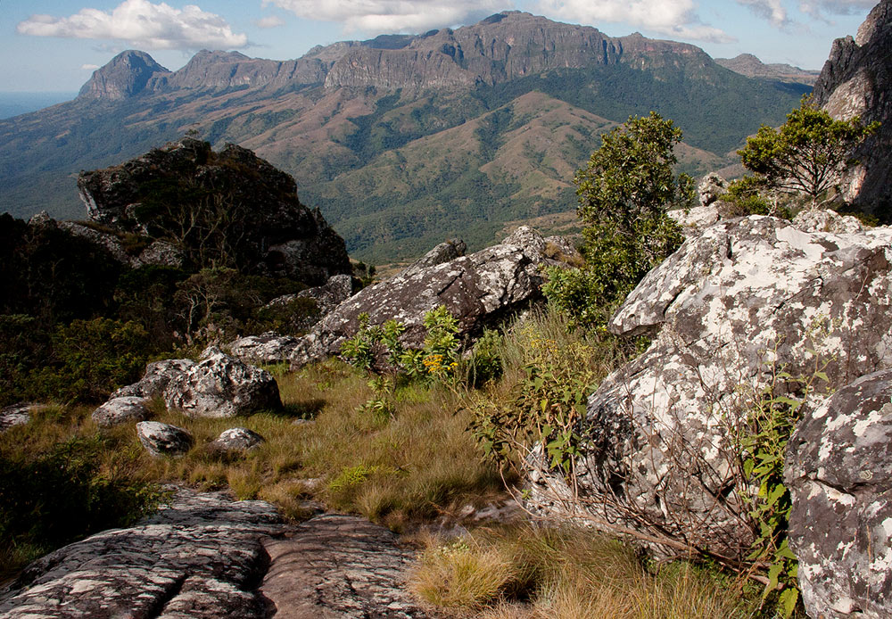 Anisopappus kirkii Anisopappus kirkii