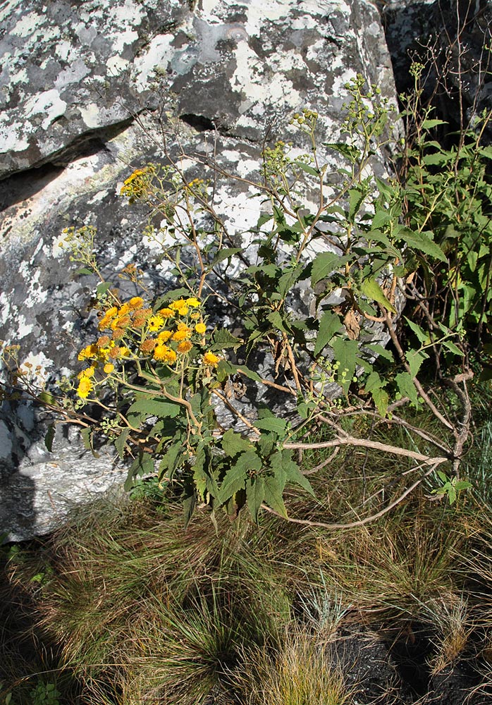 Anisopappus kirkii Anisopappus kirkii