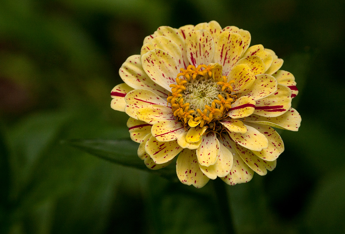 Zinnia peruviana Zinnia peruviana