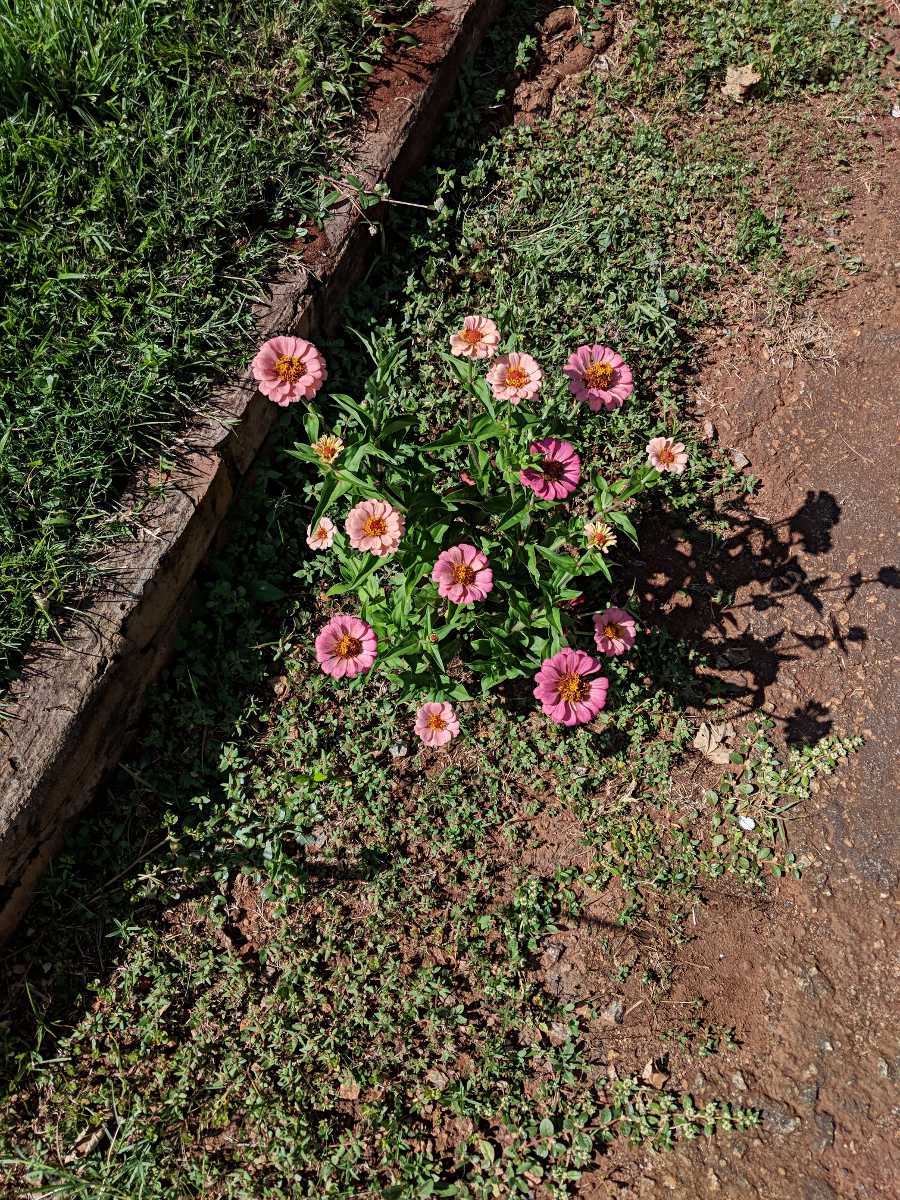 Zinnia peruviana Zinnia peruviana