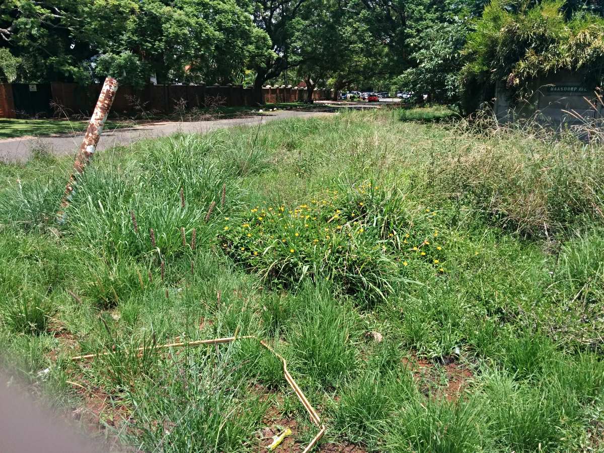 Sphagneticola trilobata Sphagneticola trilobata