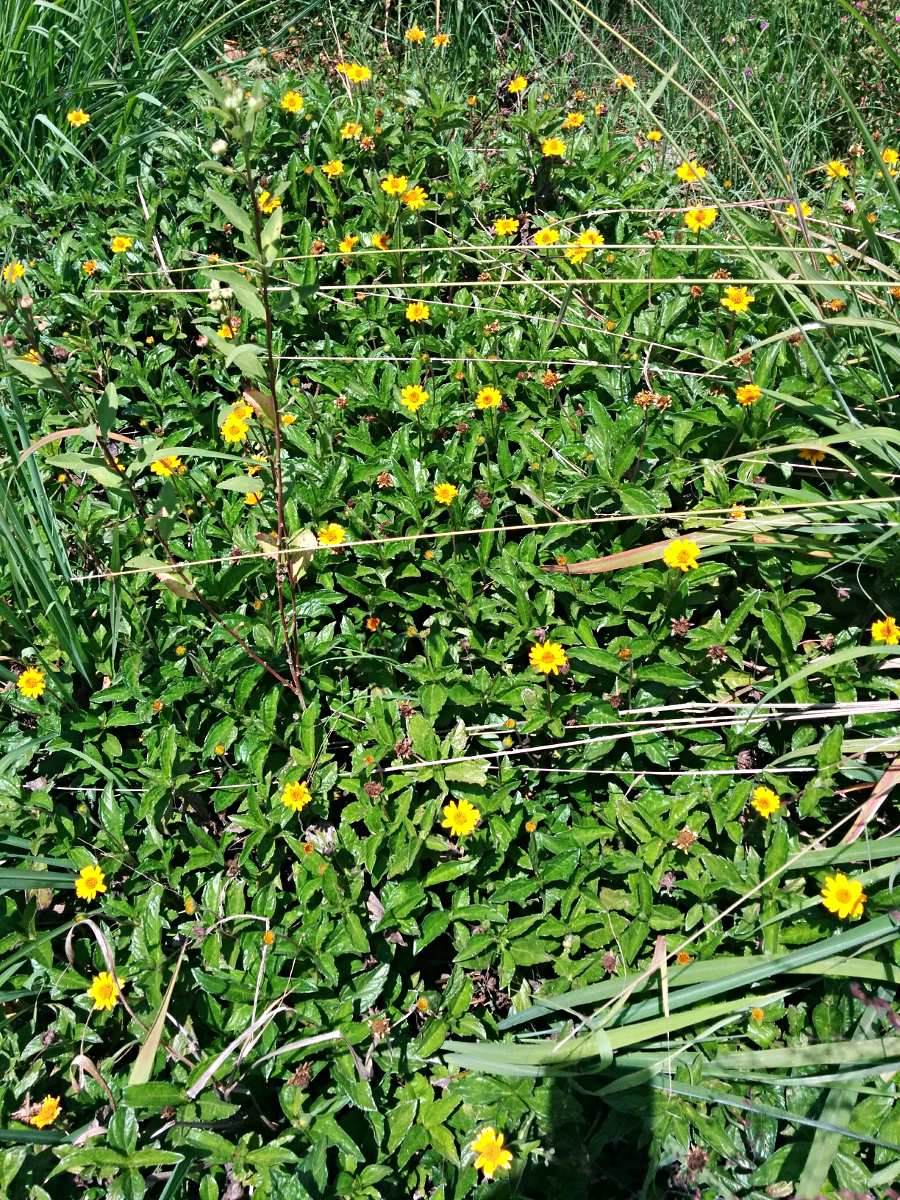 Sphagneticola trilobata Sphagneticola trilobata