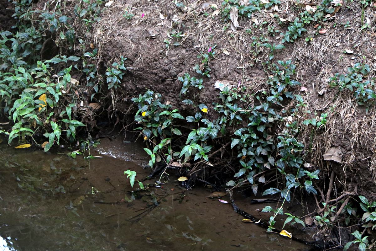 Sphagneticola trilobata Sphagneticola trilobata