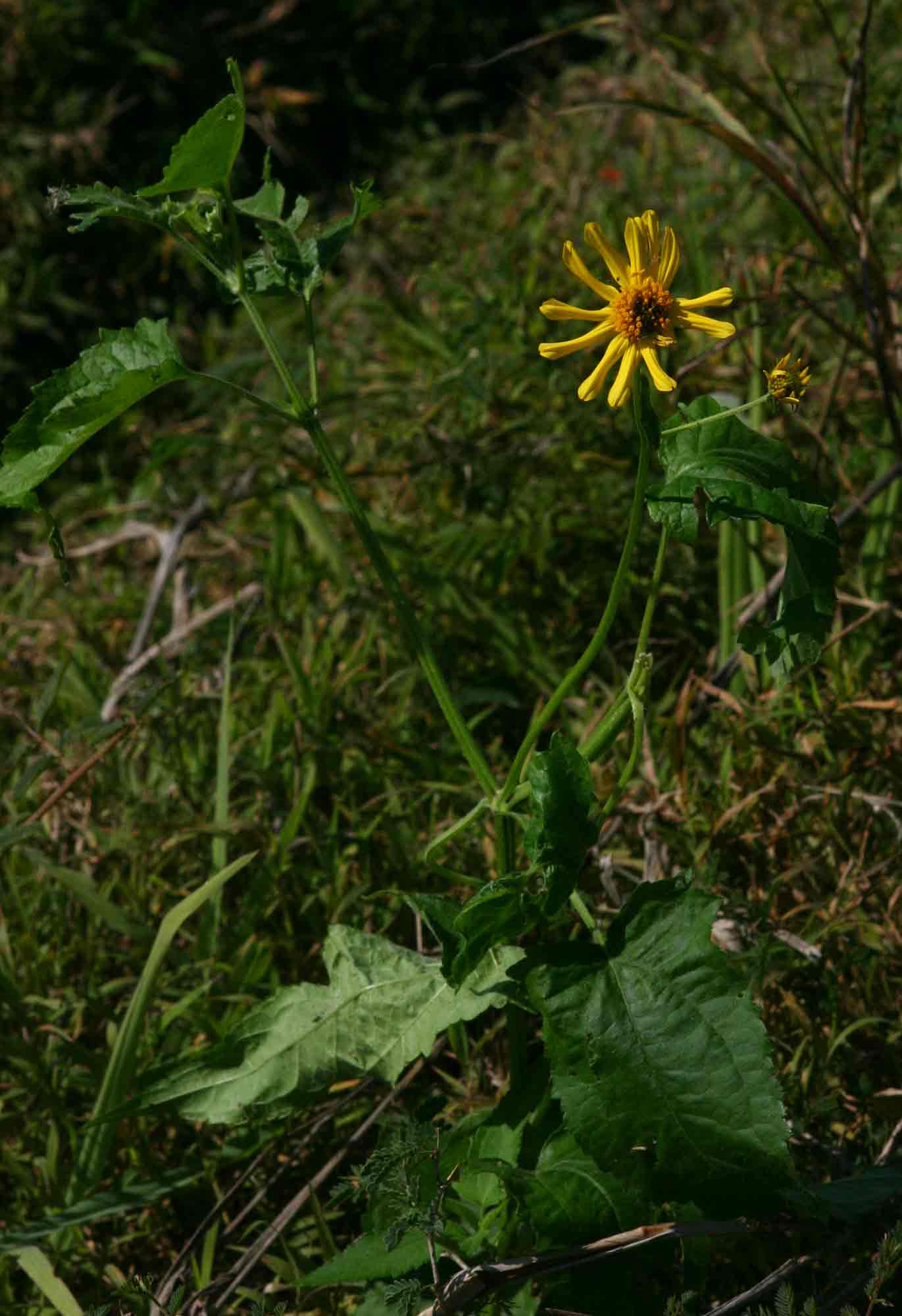 Lipotriche scandens subsp. madagascariensis Lipotriche scandens subsp. madagascariensis