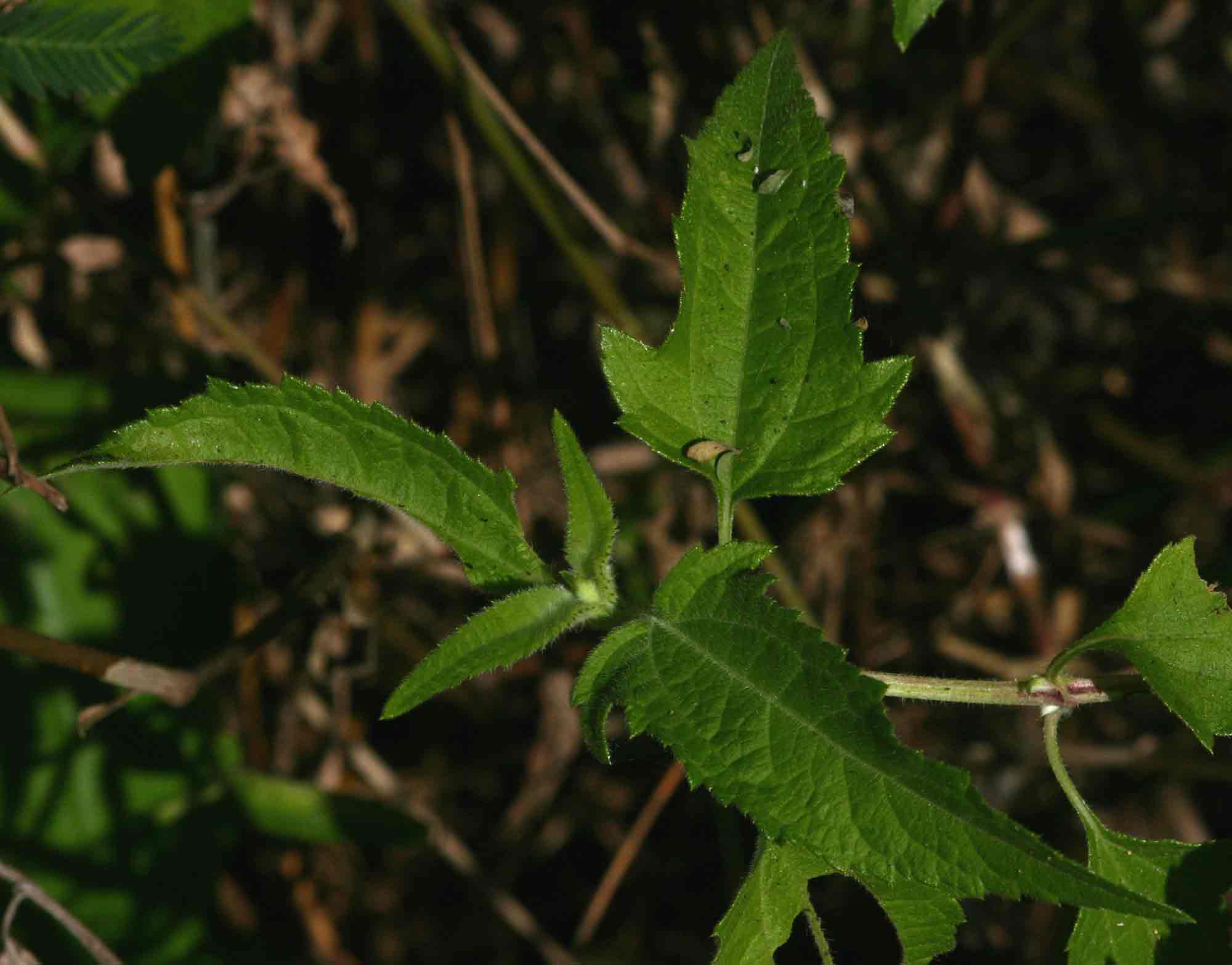 Lipotriche scandens subsp. madagascariensis Lipotriche scandens subsp. madagascariensis