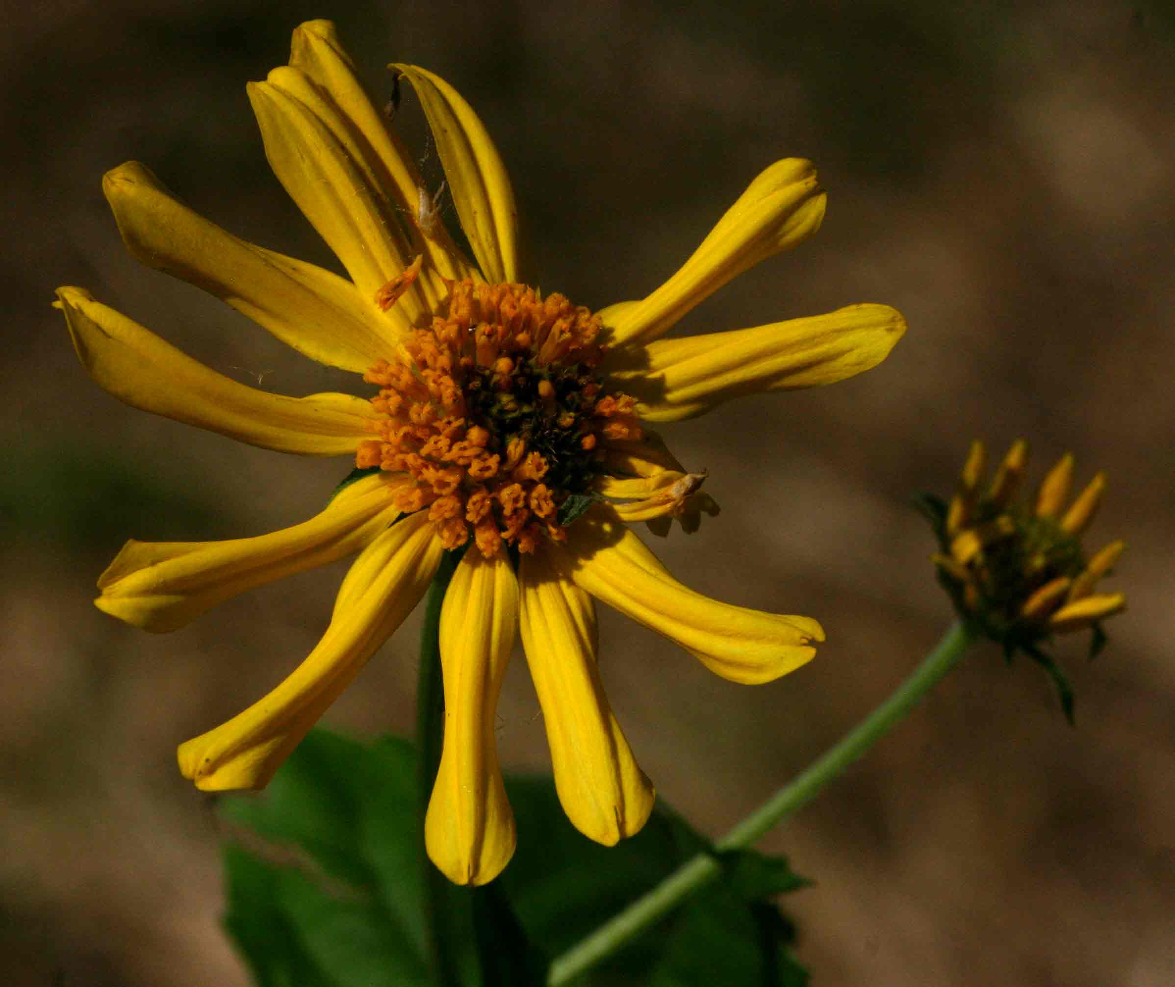 Lipotriche scandens subsp. madagascariensis Lipotriche scandens subsp. madagascariensis
