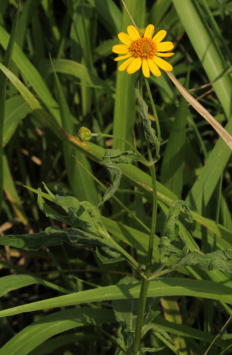 Lipotriche scandens subsp. madagascariensis Lipotriche scandens subsp. madagascariensis
