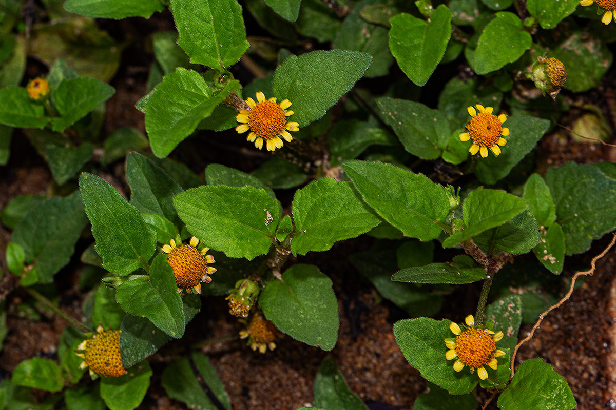 Acmella caulirhiza Acmella caulirhiza