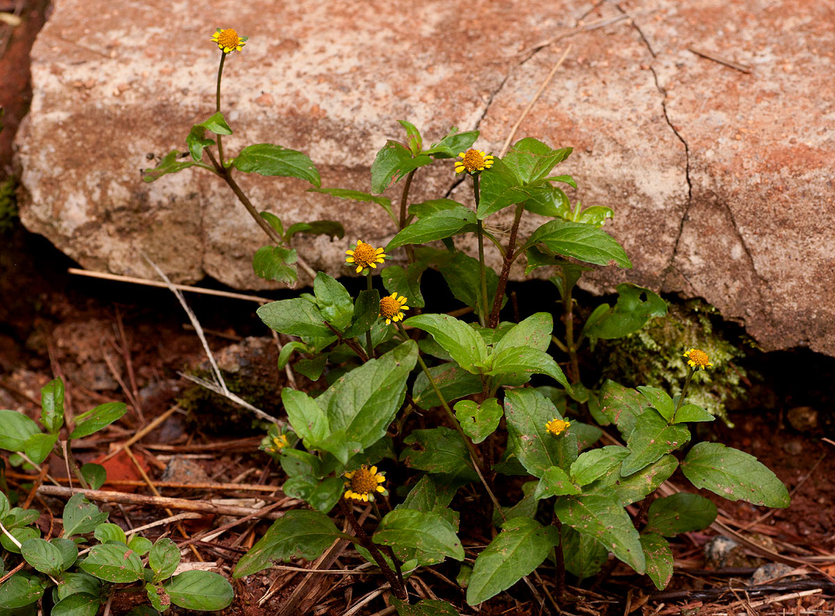 Acmella caulirhiza Acmella caulirhiza