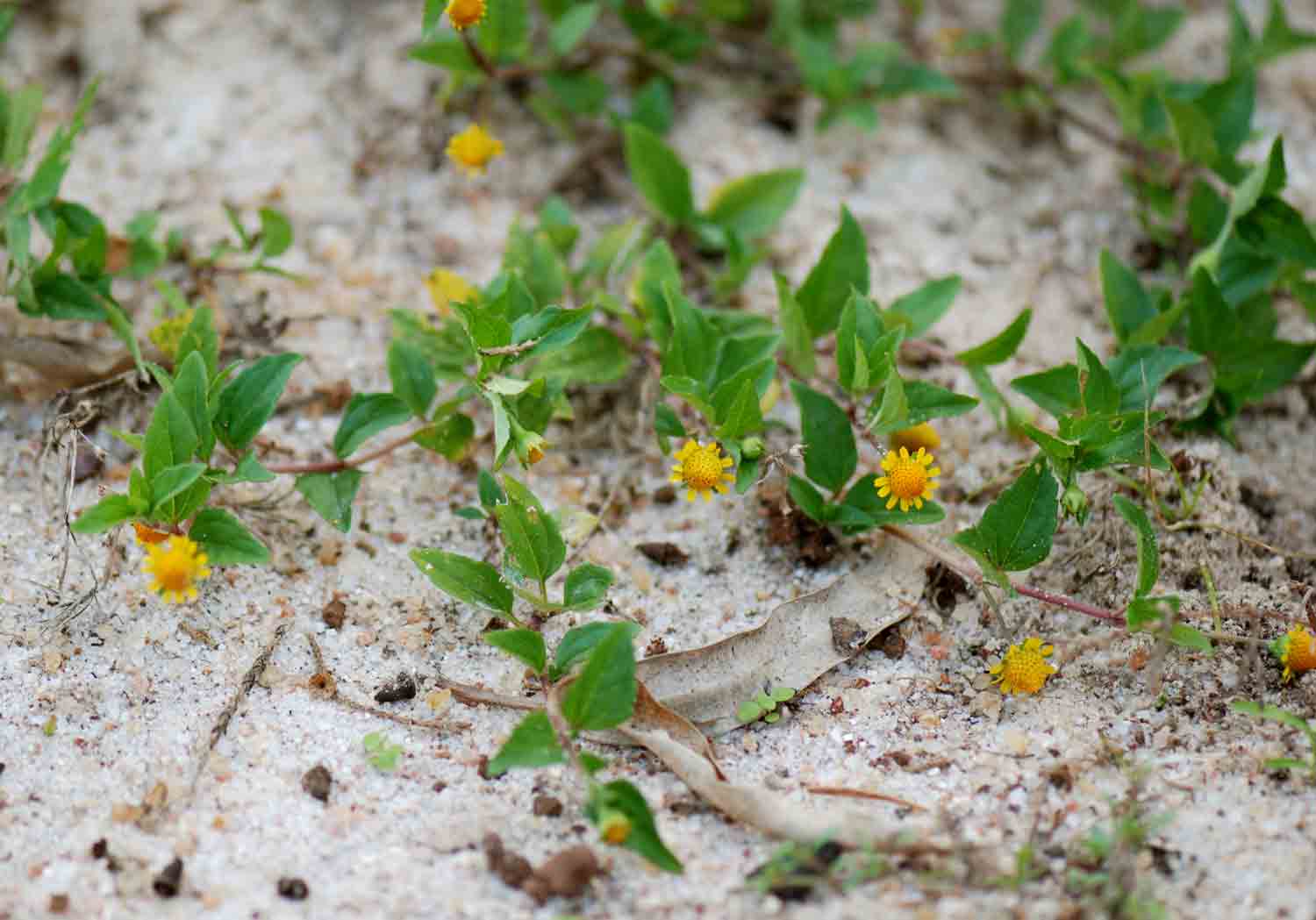 Acmella caulirhiza Acmella caulirhiza