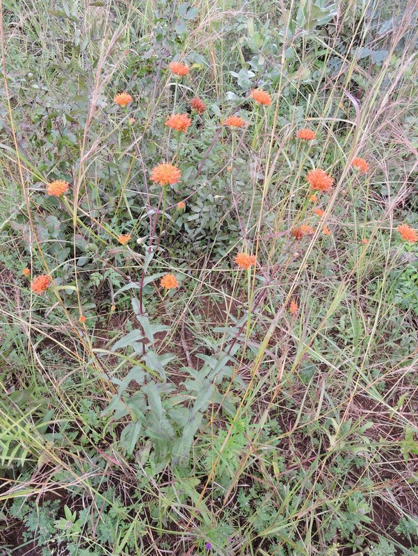 Hypericophyllum compositarum Hypericophyllum compositarum