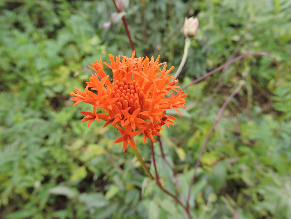 Hypericophyllum compositarum Hypericophyllum compositarum