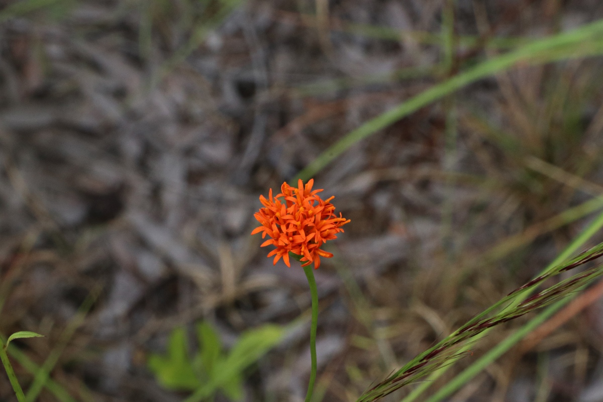 Hypericophyllum compositarum