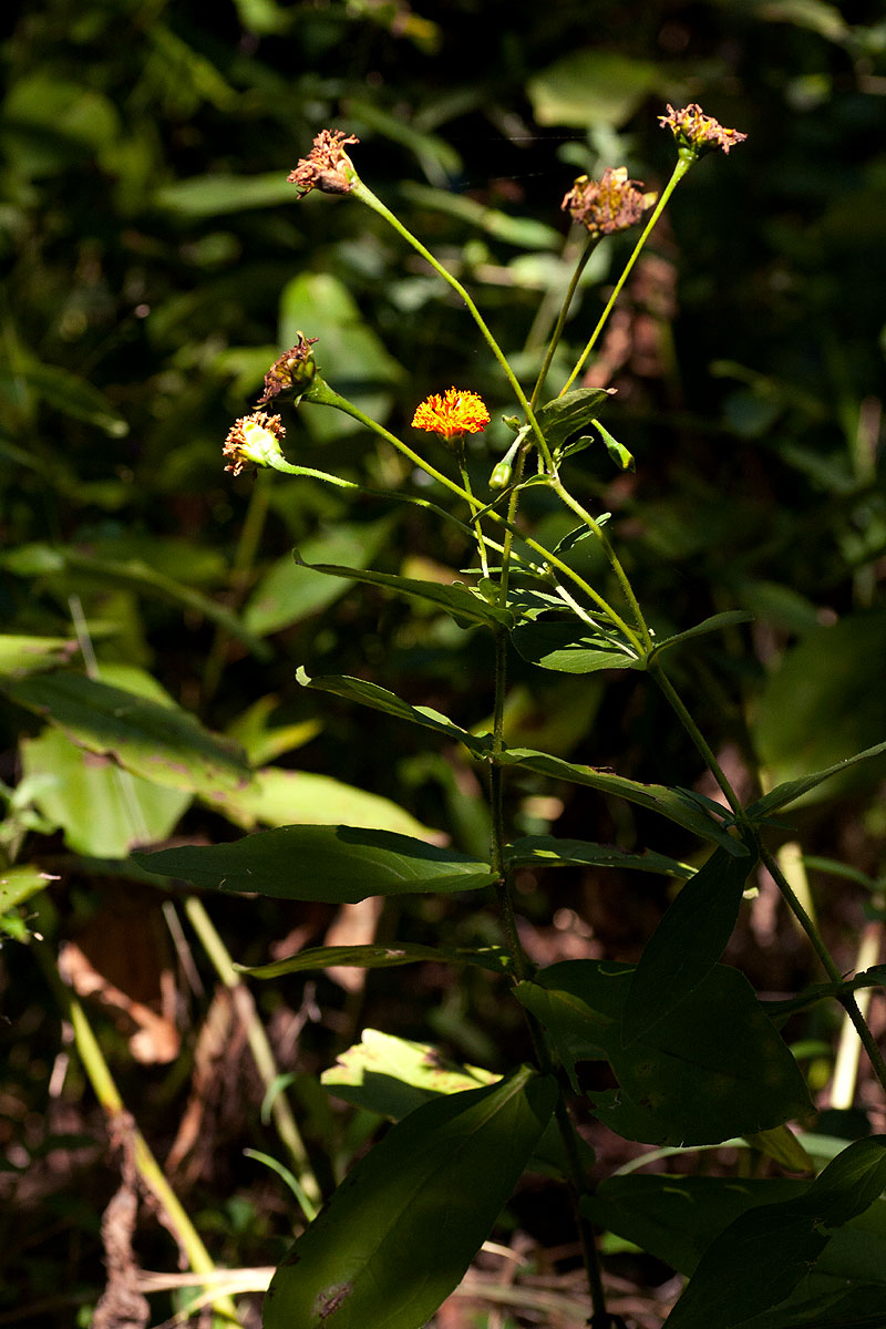 Hypericophyllum compositarum Hypericophyllum compositarum