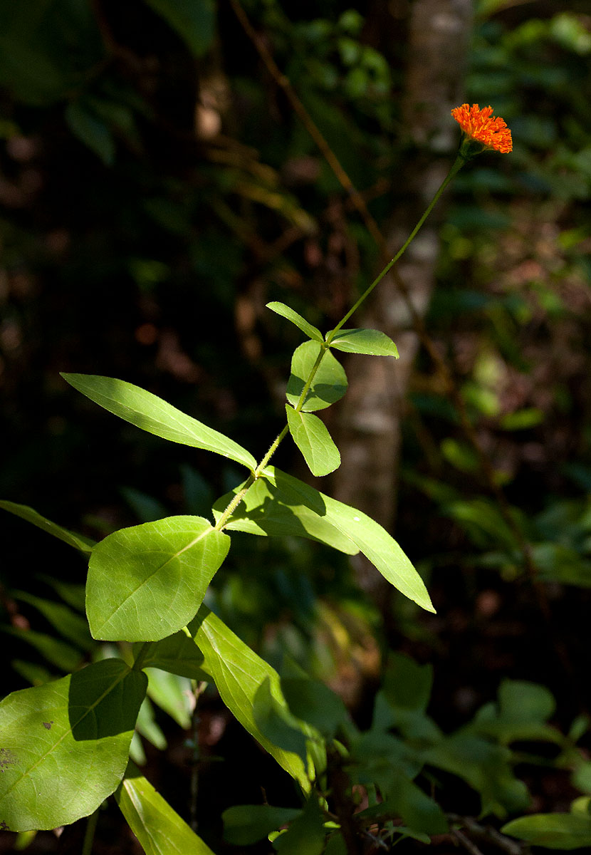 Hypericophyllum compositarum Hypericophyllum compositarum