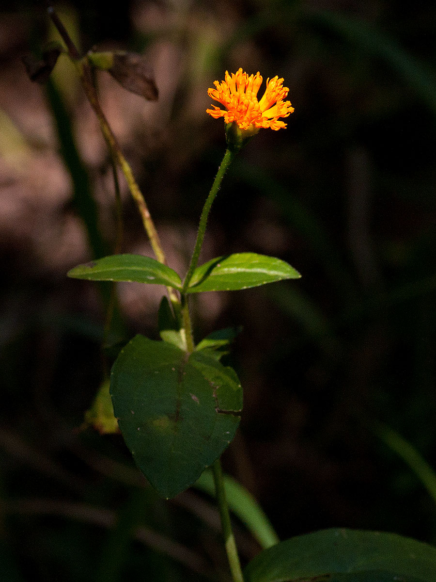 Hypericophyllum compositarum Hypericophyllum compositarum