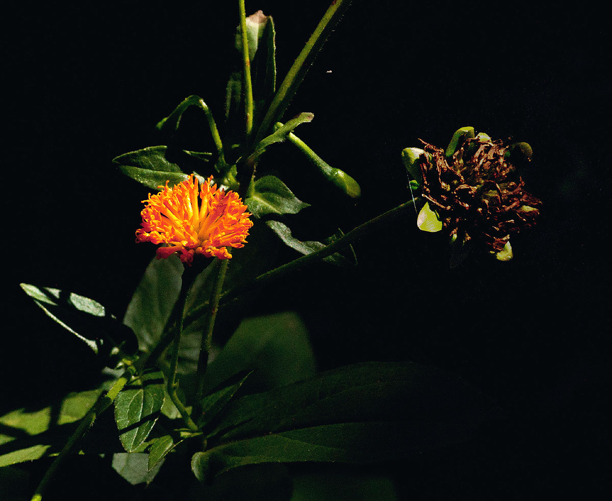 Hypericophyllum compositarum Hypericophyllum compositarum