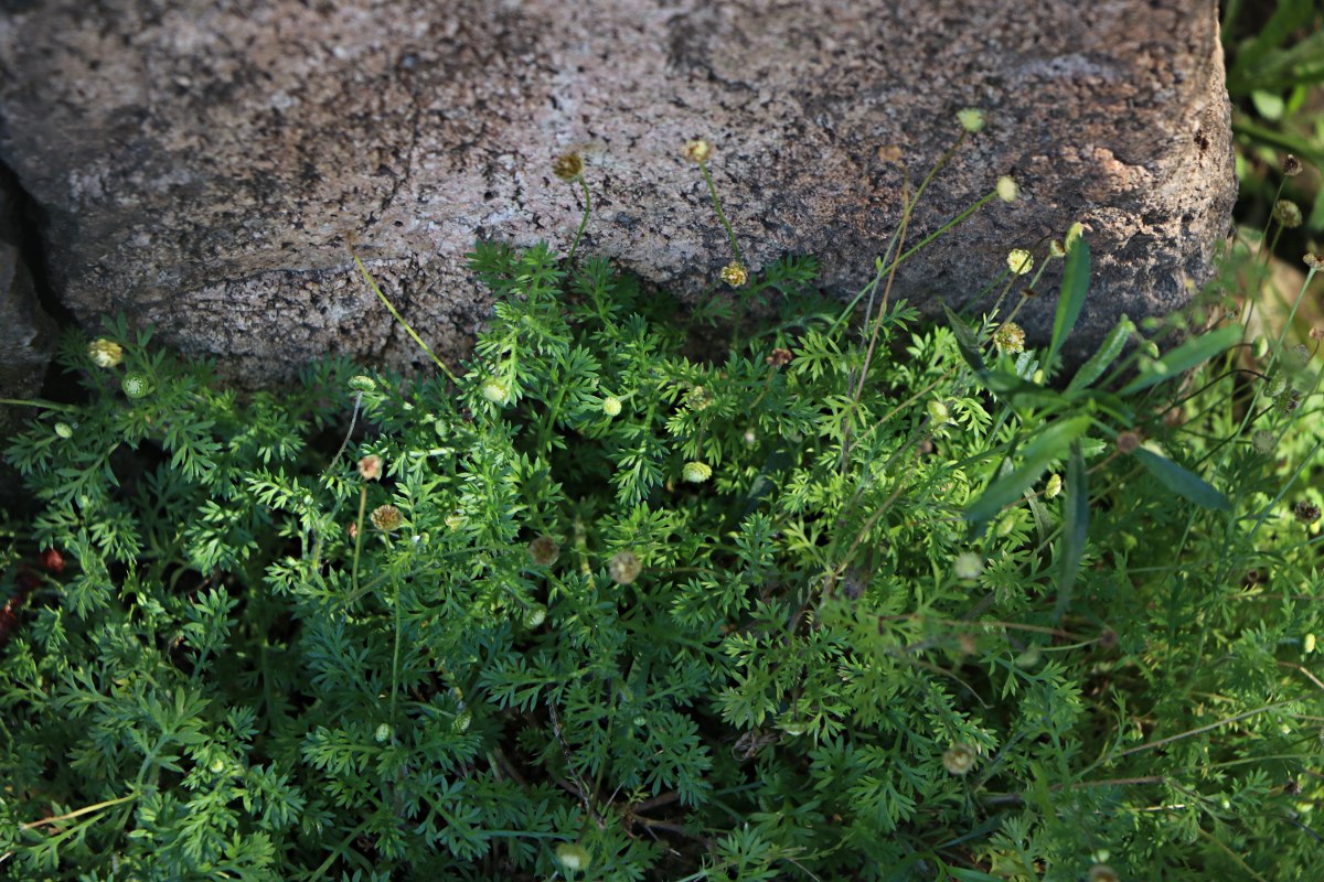 Cotula australis Cotula australis