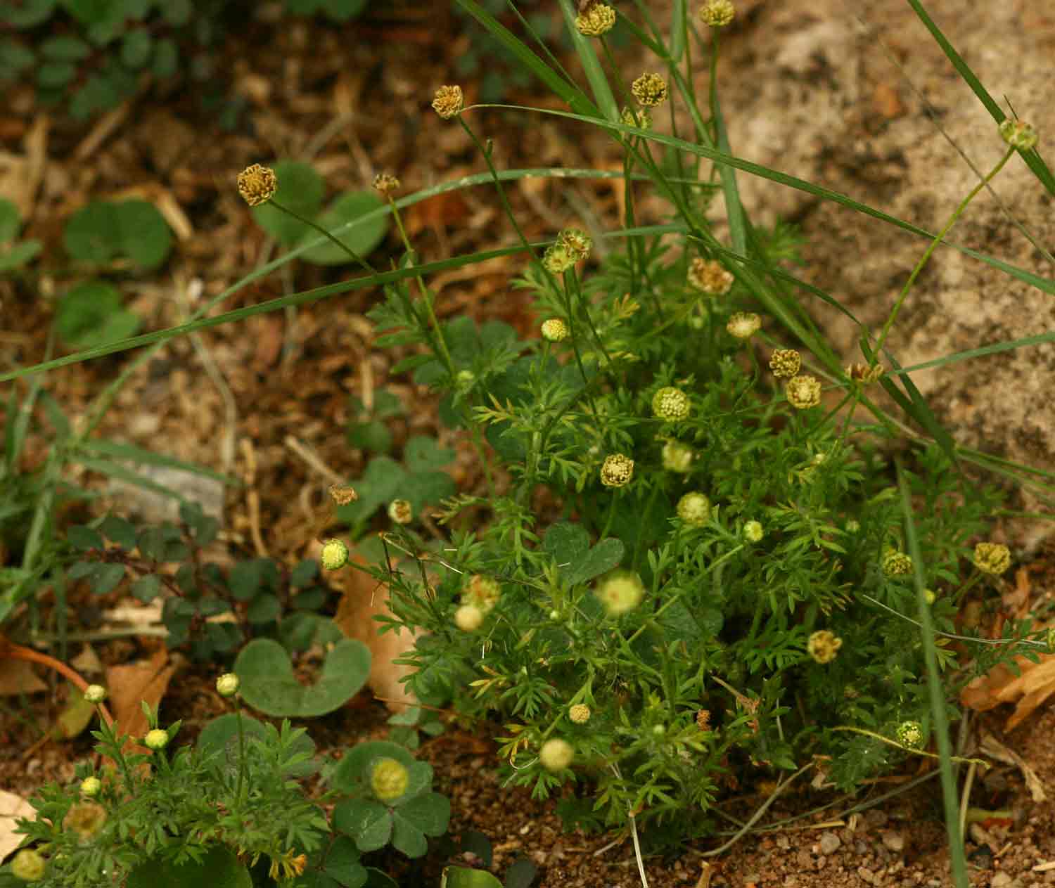 Cotula australis Cotula australis