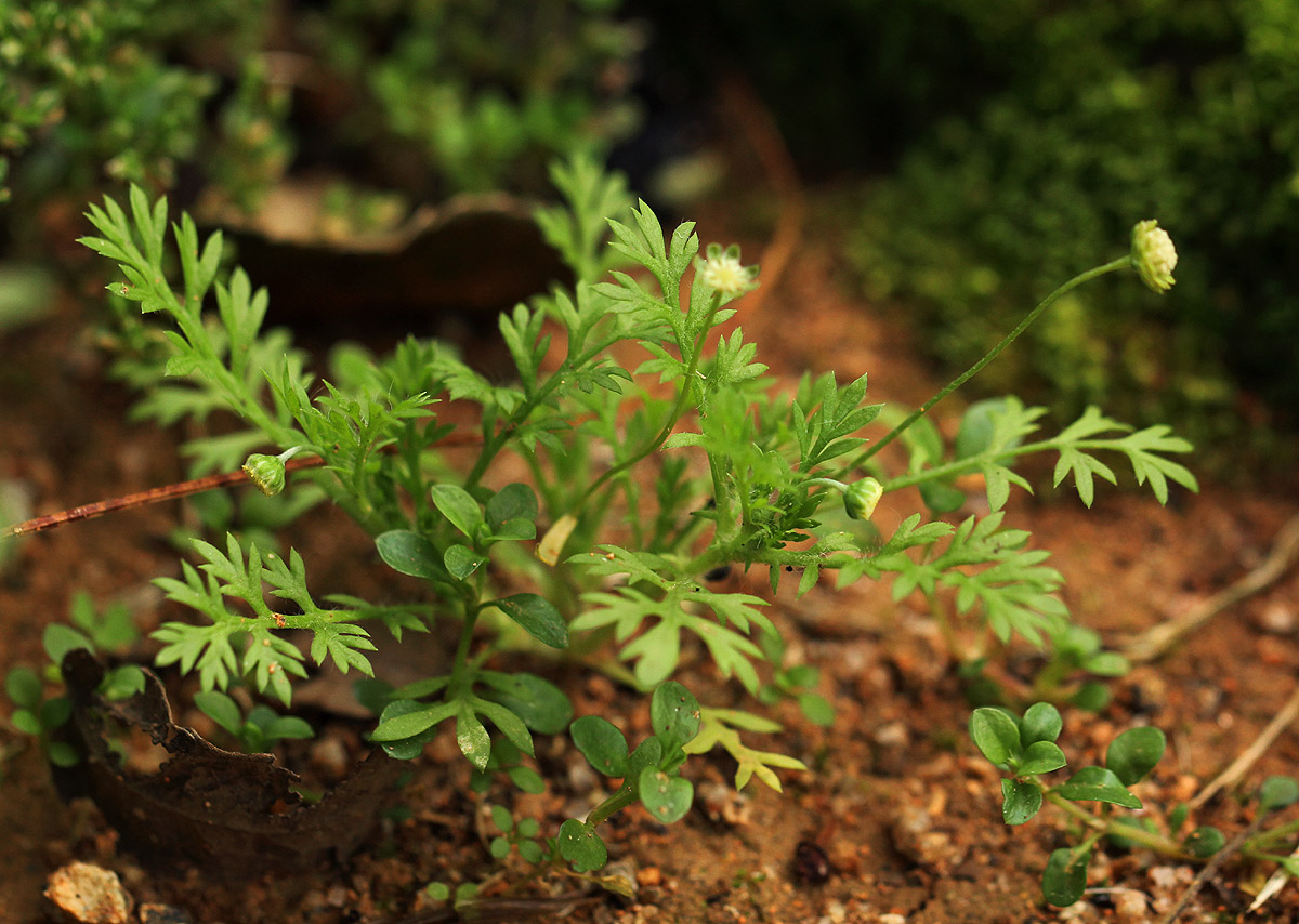 Cotula australis Cotula australis