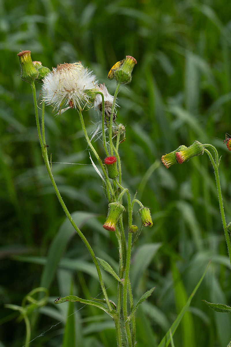 Crassocephalum crepidioides Crassocephalum crepidioides