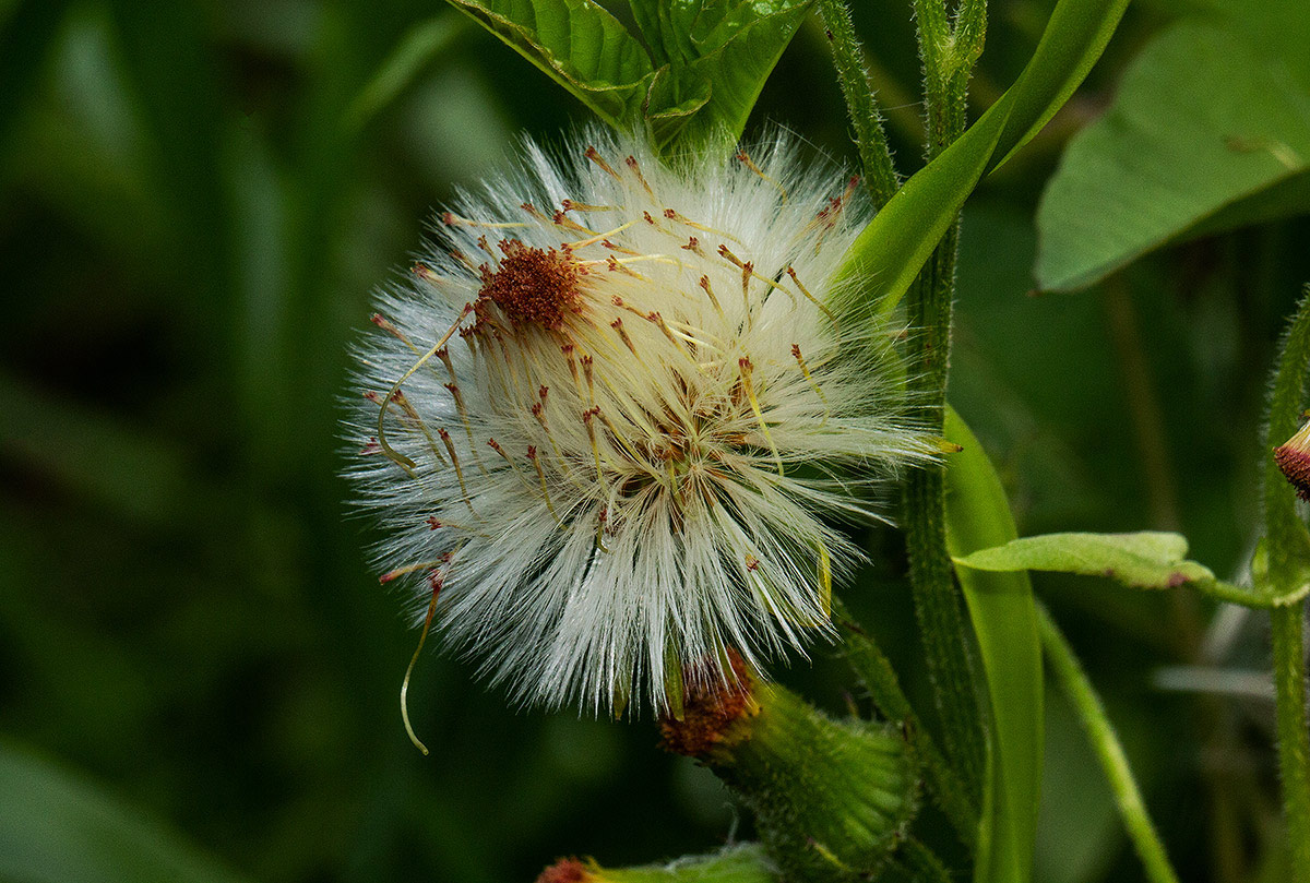 Crassocephalum crepidioides Crassocephalum crepidioides