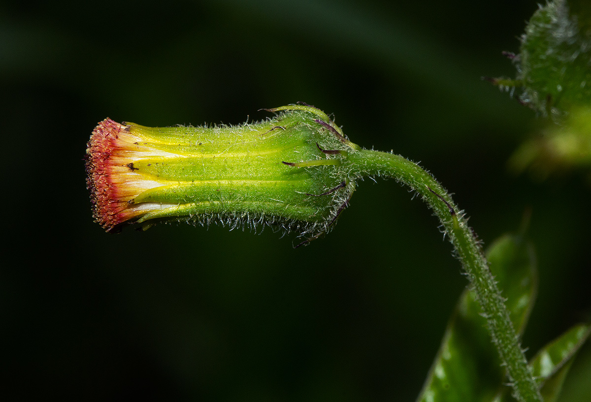 Crassocephalum crepidioides Crassocephalum crepidioides