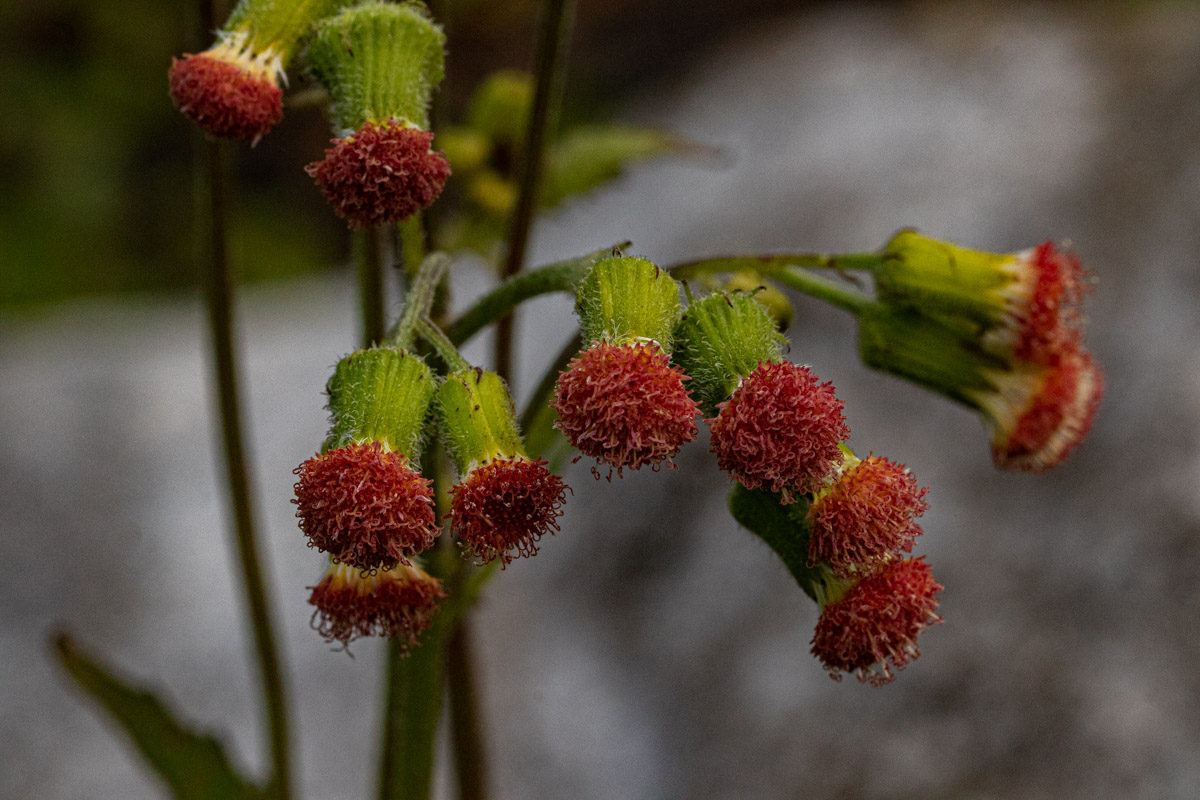 Crassocephalum crepidioides Crassocephalum crepidioides