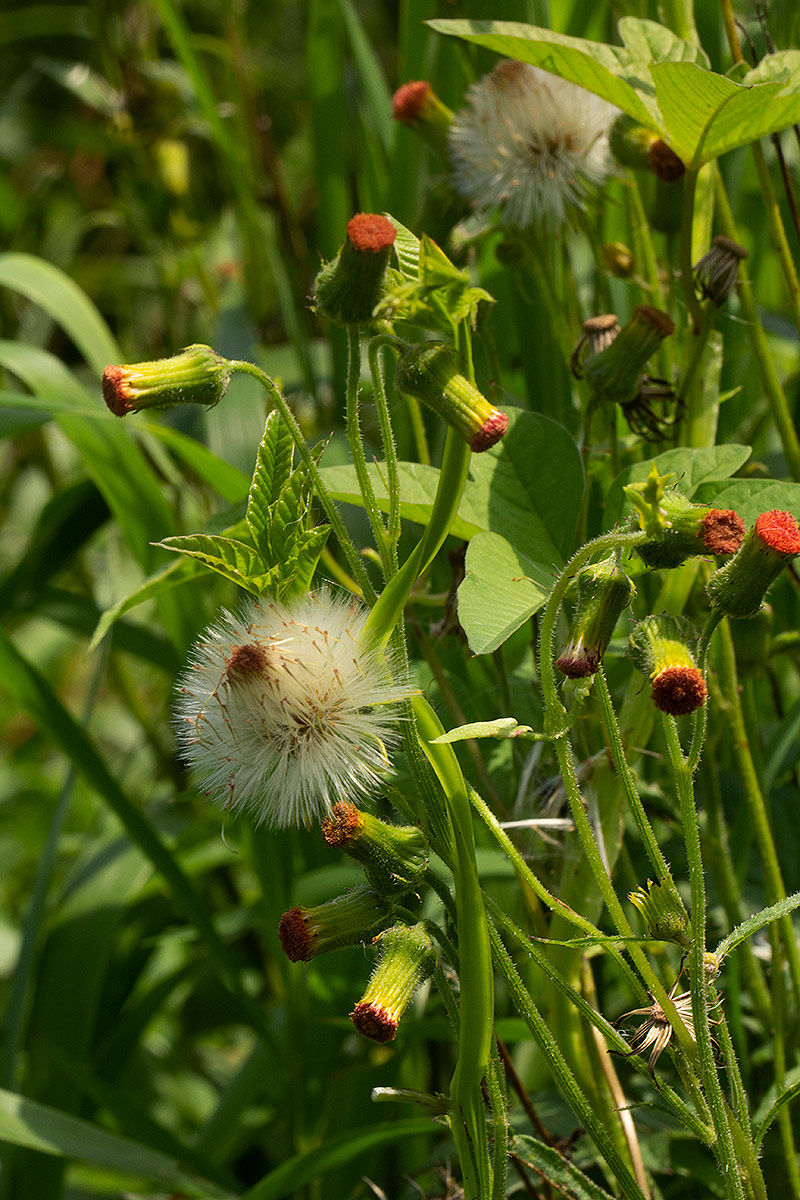 Crassocephalum crepidioides Crassocephalum crepidioides