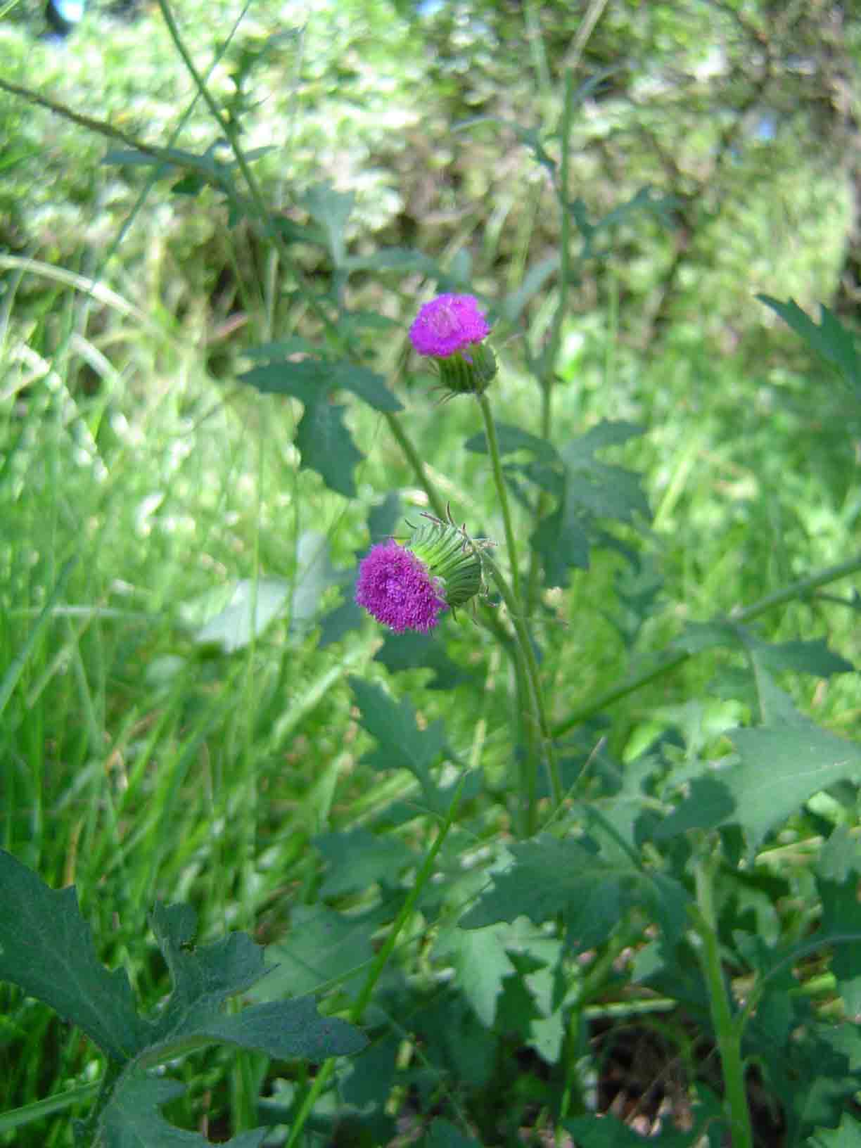 Crassocephalum rubens var. rubens Crassocephalum rubens var. rubens