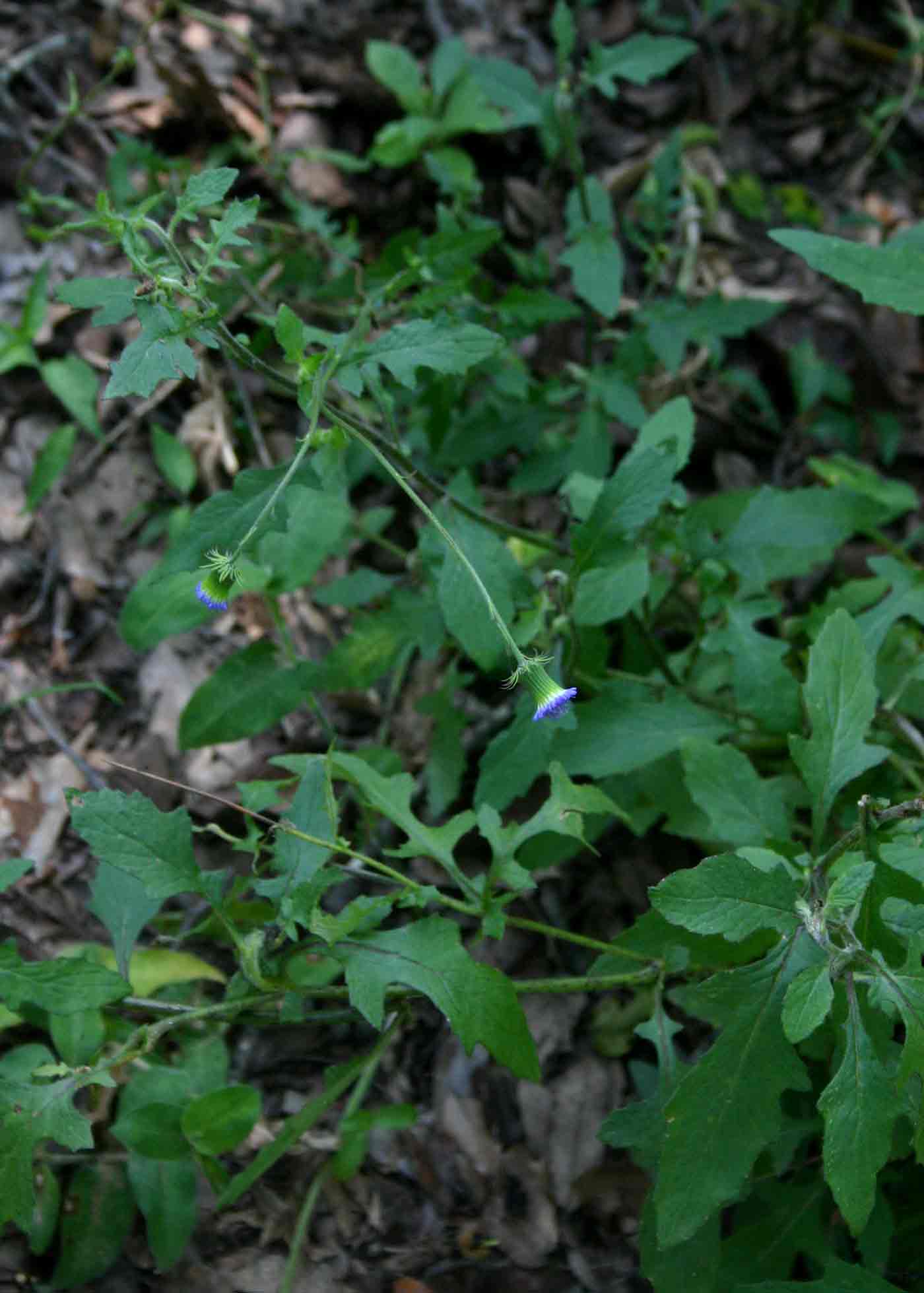 Crassocephalum rubens var. rubens Crassocephalum rubens var. rubens