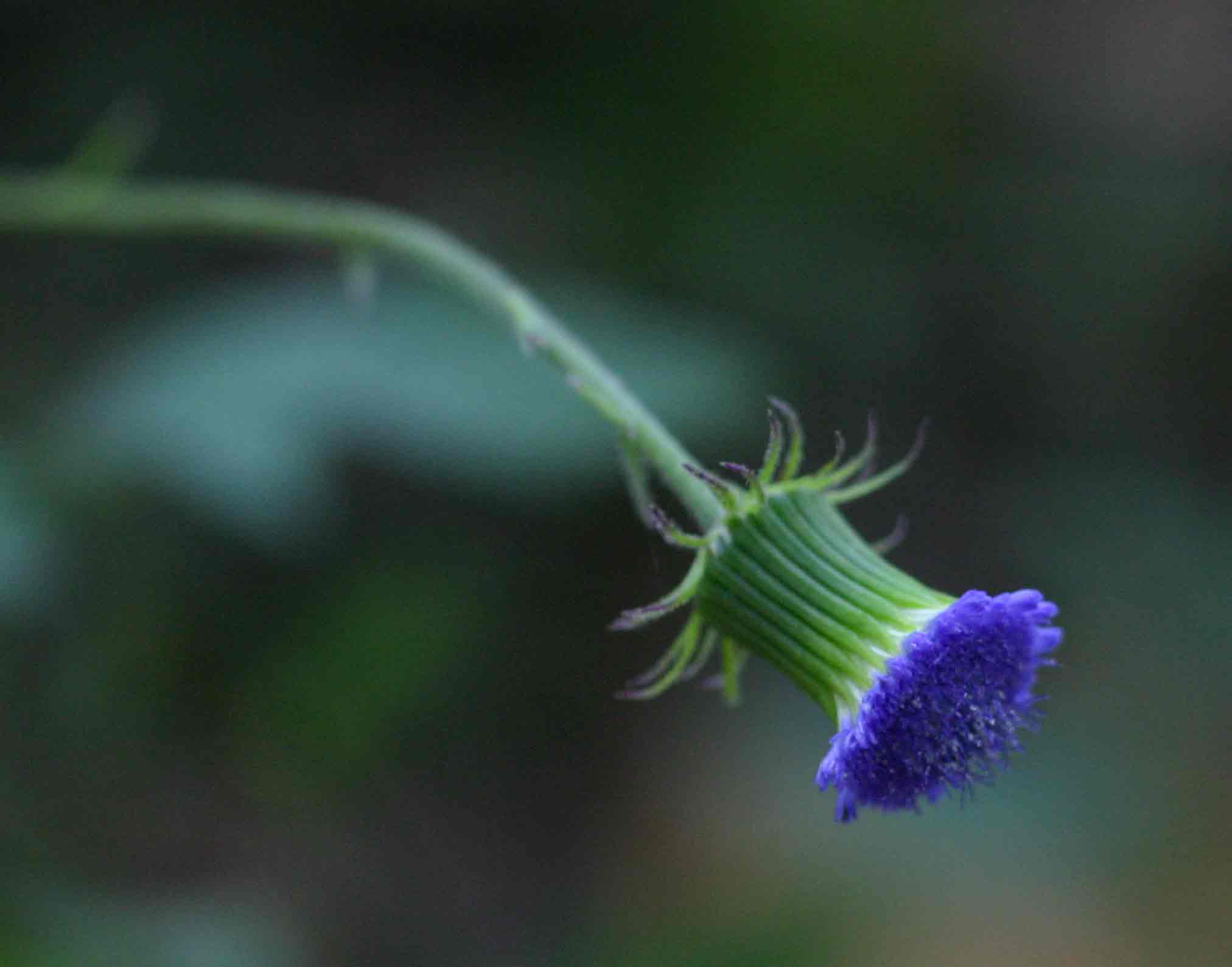 Crassocephalum rubens var. rubens Crassocephalum rubens var. rubens