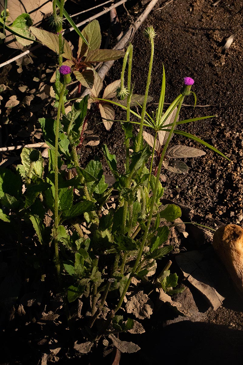 Crassocephalum rubens var. rubens Crassocephalum rubens var. rubens