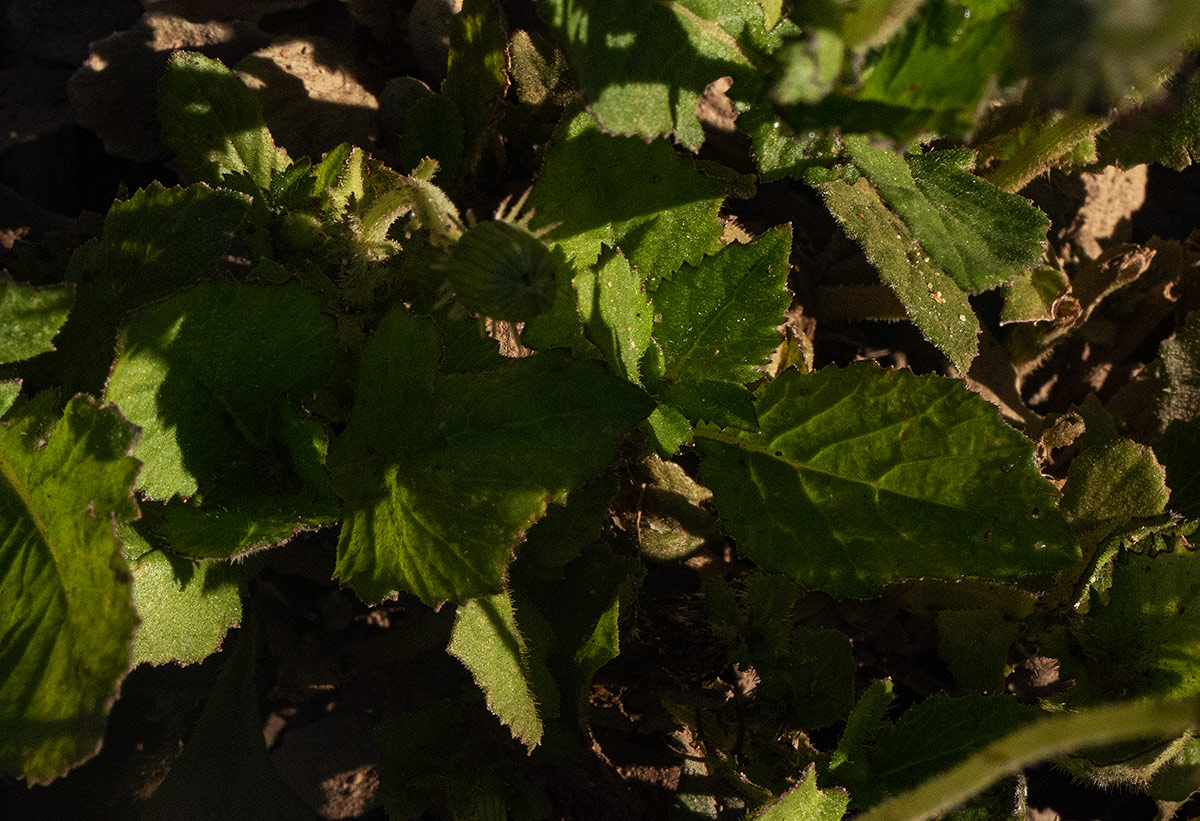 Crassocephalum rubens var. rubens Crassocephalum rubens var. rubens