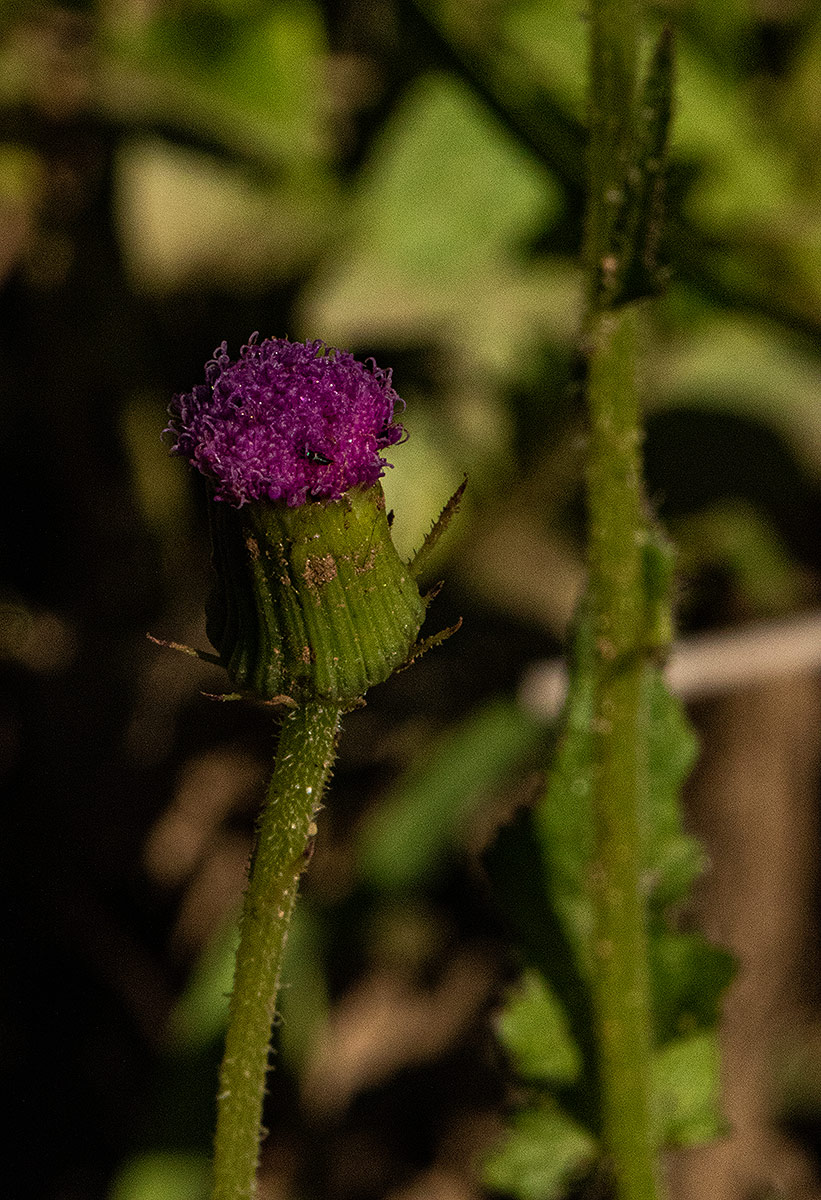 Crassocephalum rubens var. rubens Crassocephalum rubens var. rubens