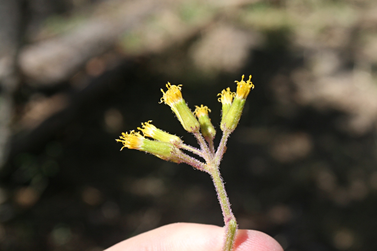 Solanecio mannii Solanecio mannii