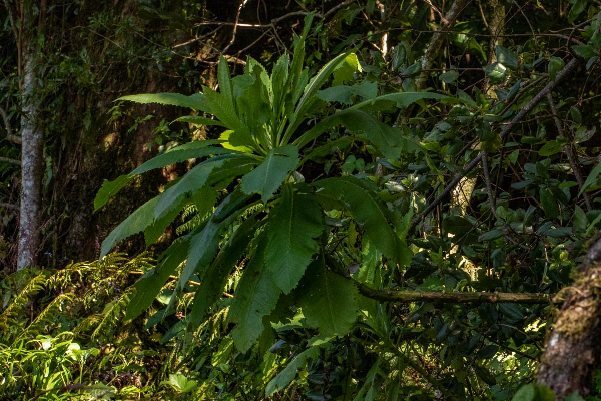 Solanecio mannii Solanecio mannii