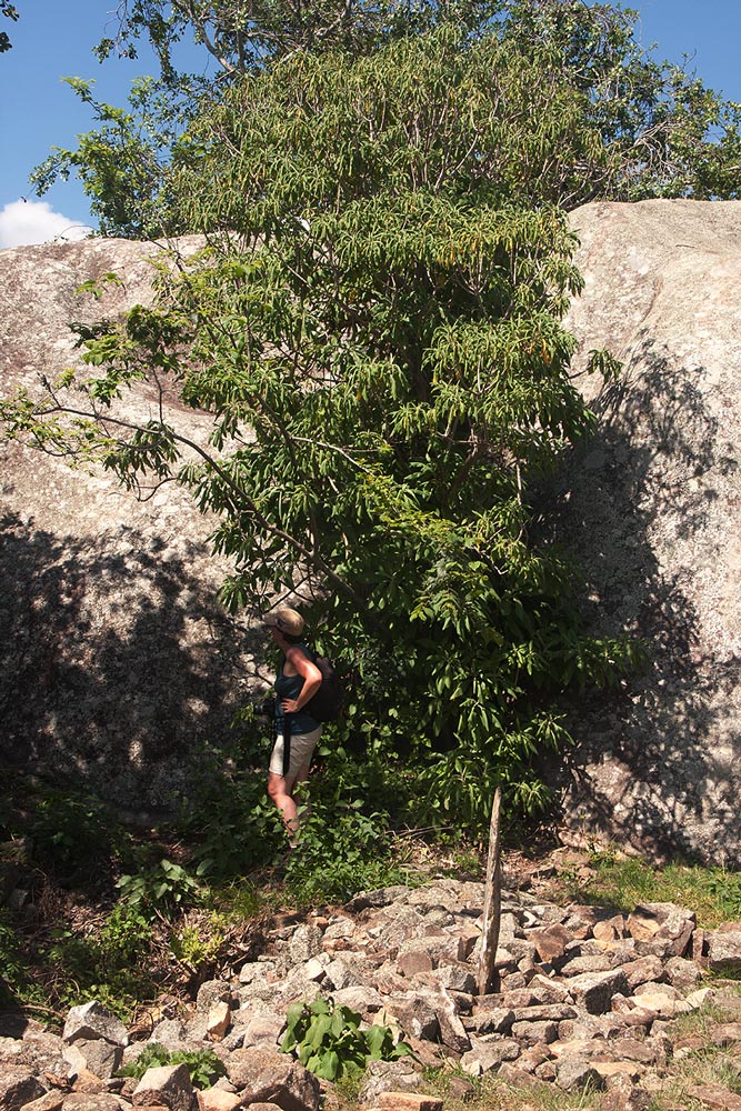 Solanecio mannii Solanecio mannii