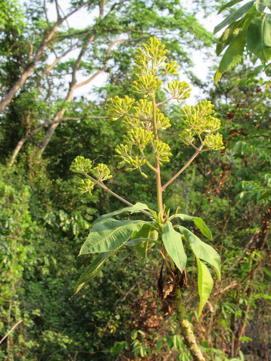 Solanecio mannii Solanecio mannii