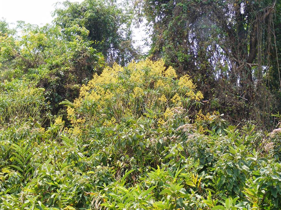 Solanecio mannii Solanecio mannii