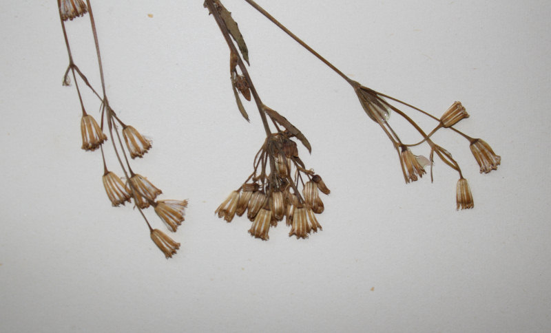 Emilia abyssinica var. abyssinica Emilia abyssinica var. abyssinica