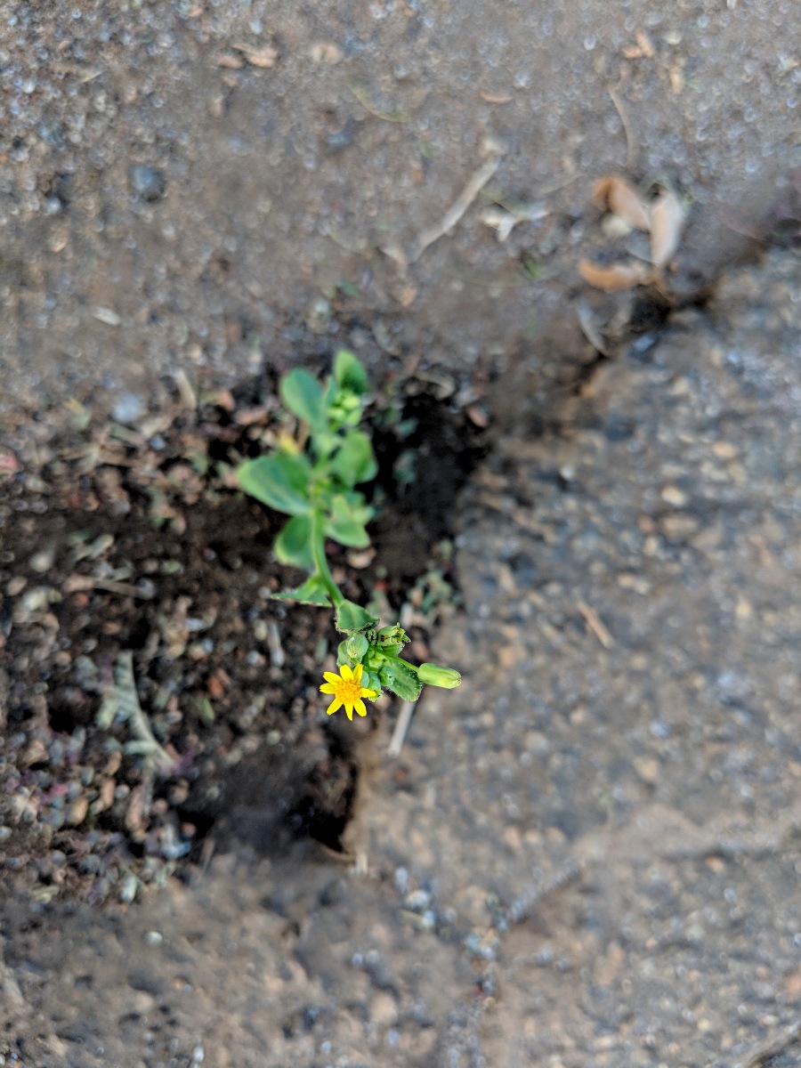 Emilia abyssinica var. abyssinica Emilia abyssinica var. abyssinica