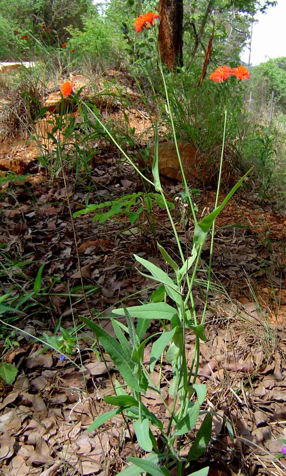 Emilia coccinea Emilia coccinea